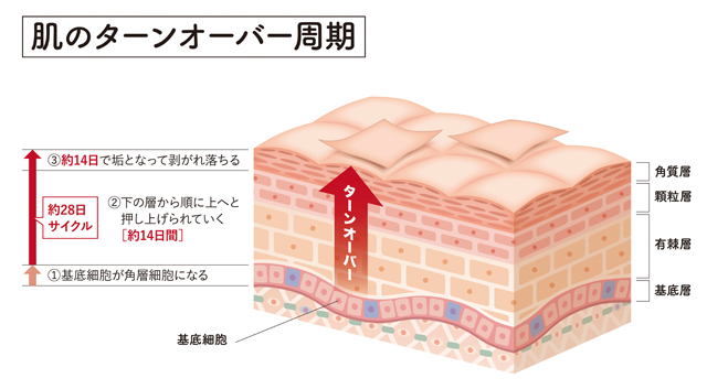 肌のターンオーバーの周期①基底細胞が角層細胞になる②下の層から順に上へと押し上げられていく〔約14日間〕③約14日で垢となって剥がれ落ちる